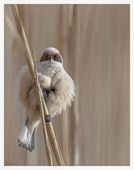 Remiz Penduline en boule
