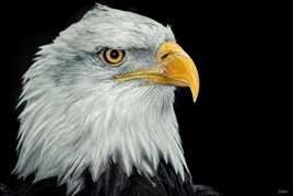 Après le Hibou......le Pygargue