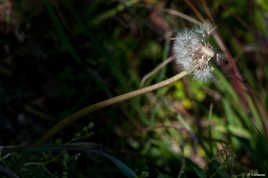 taraxacum