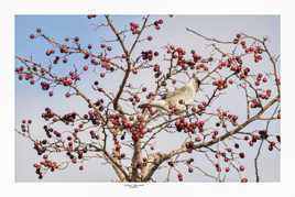 Fauvette a tête noire dans le garde-manger