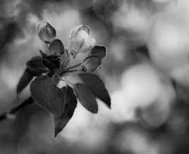 Pomme en devenir - Version N&B