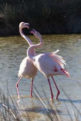 Couple de flamants