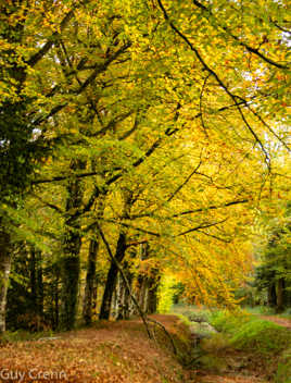 couleur d'automne