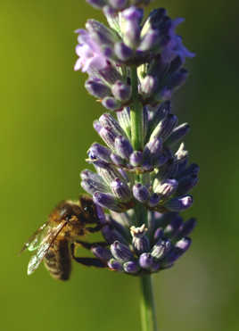 abeille sur une fleur de lavande