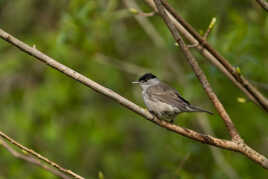 Mésange Nonette