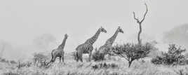 Famille de Girafes dans le bush