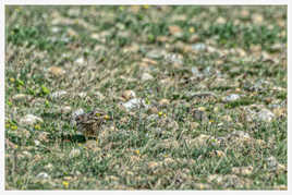 Dans les yeux de l'Oedicnème criard