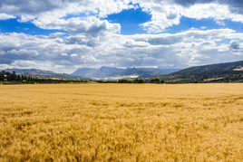 Champ de blé