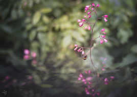 Ça butine par ici !
