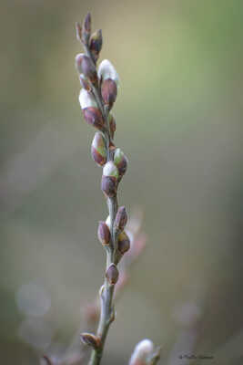 Bourgeons