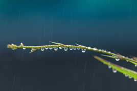 Guirlande de gouttes