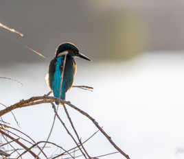 Martin du bord de Loire II