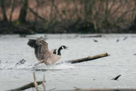 C'est génial le surf...