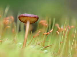 Seul au milieu des bryopsidées