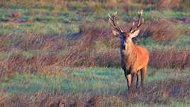 y'a sûrement un loco planqué dans le bois !