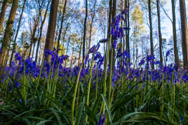 bois de Halle