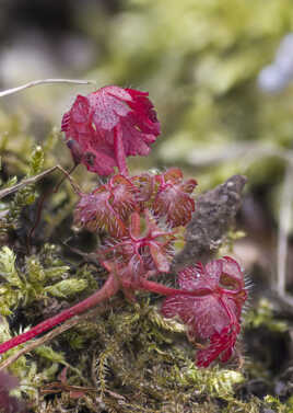 Drôle de plantes ???