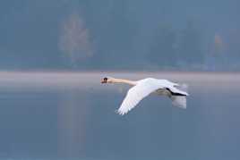 il suffirait d'un cygne, un matin....