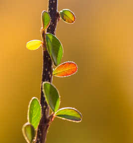 Lumière d'Automne