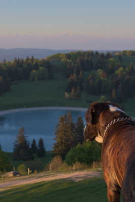 même les chiens sont contemplatifs !!