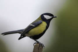 Monsieur la mésange..