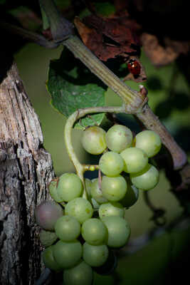 La grappe de raisins