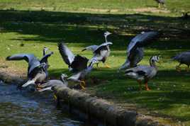 allons au soleil se sécher les plumes .