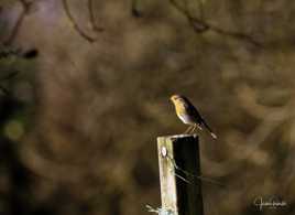 Mes premier rayon de soleil !!!