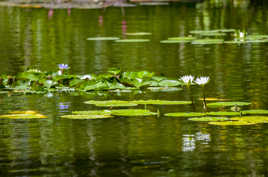 A fleurs d'eau ...