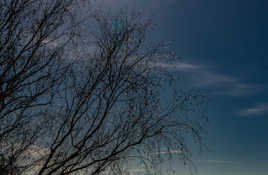 Guirlande pour bouleau