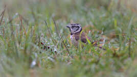 Dans la rosée du matin