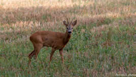 Brocard encore et toujours