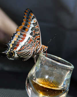 Oulalah, ça tangue déjà !