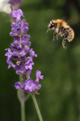 Prêt à l'afleurissage