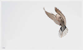 Priez avec moi mes chers confinés