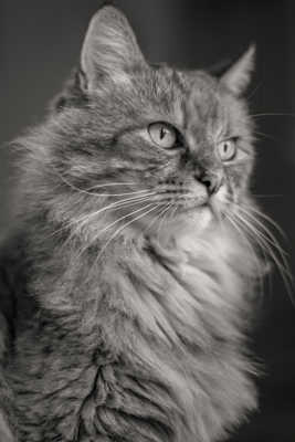 On a le modèle qu'on peut