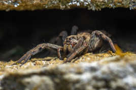 Petit monstre des caverne