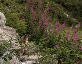 Marmotte et Épilobes