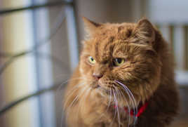 Tout le monde veut dev'nir un cat!