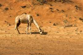 Cherche nourriture !