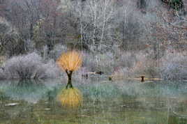 L'arbre enflammé