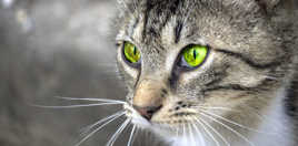 Félin féroce... ou pas...