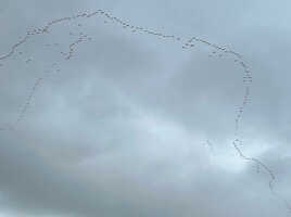 La grande migration 2