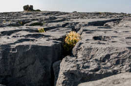 fleurs dans lapiaz, plateau de Burren