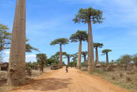 Allée des Baobabs.