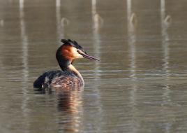 grèbe sur les étangs des dombes