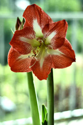 amaryllis d'été
