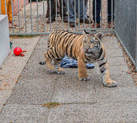 mon nouveau chaton (1)