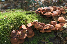 Balade en Forêt