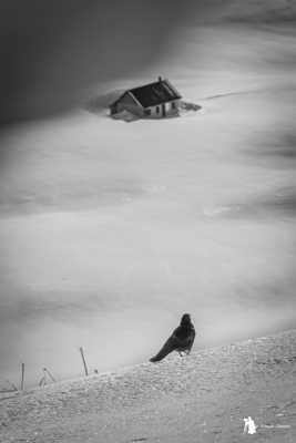 Choucas ou Chocard en hiver